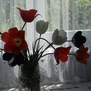 Продаются различные сорта тюльпанов.