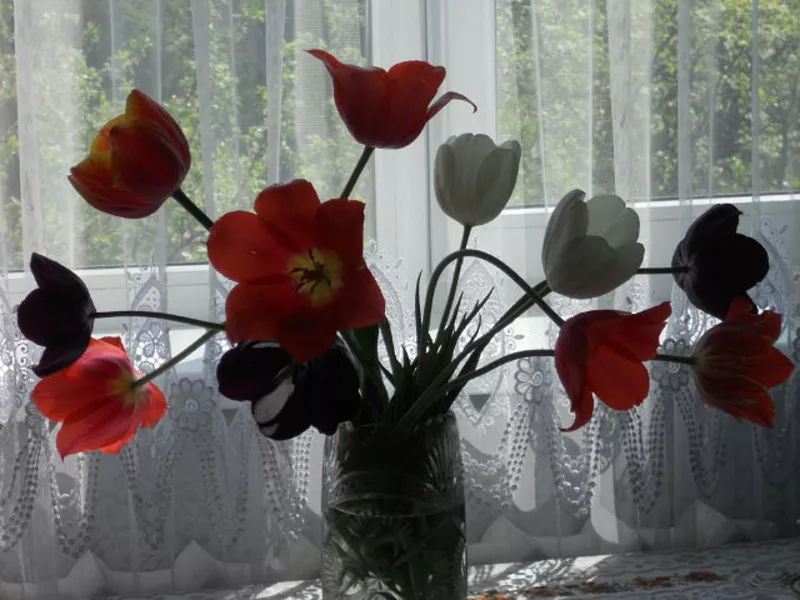 Продаются различные сорта тюльпанов.