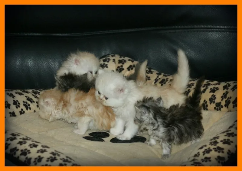 Шикарные персидские котята 2